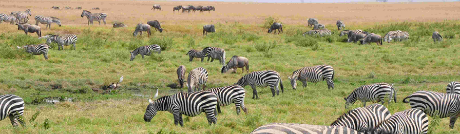 Africa Information Platform